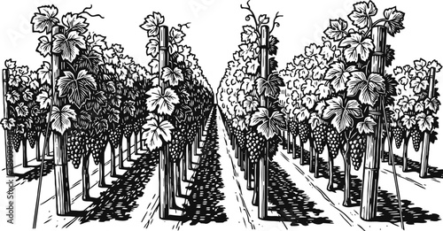 vineyard rows with grapevines in black and white detailed illustration of grape plants and trellis system