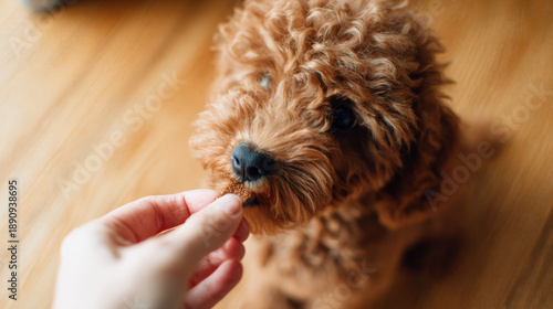 Closeup small brown dog hand feed treat indoors, curly fur puppy taking snack from person on wooden floor