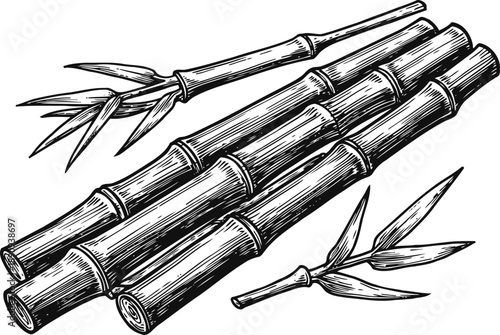 Detailed black and white illustration of sugarcane stems with leaves botanical agricultural plant design