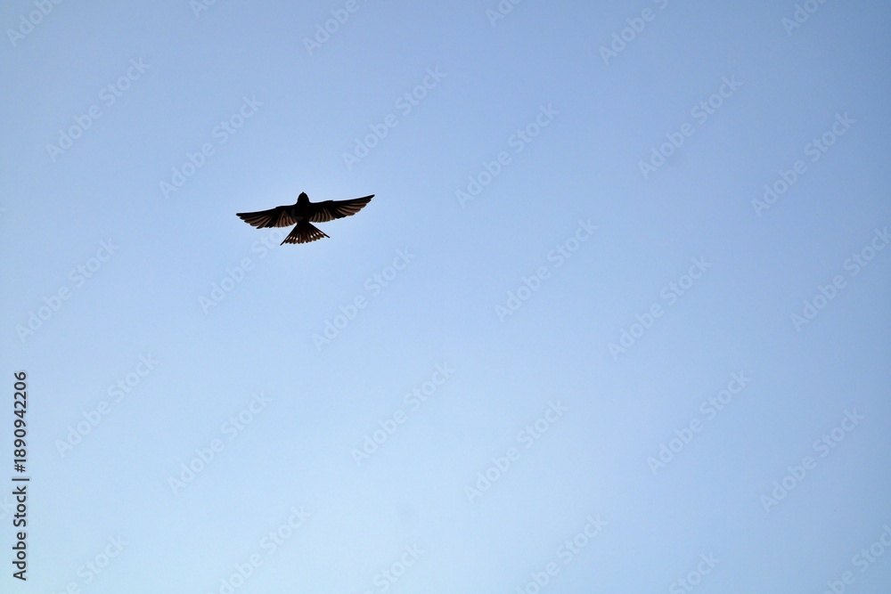 Fototapeta premium A swiftlet in flight in a blue sky.