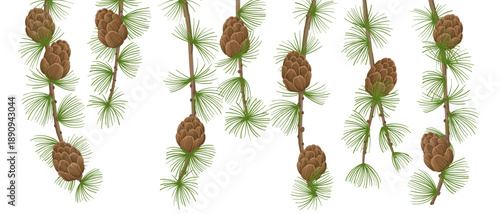 vector drawing larch branches with cones and green needles, natural background, hand drawn illustration