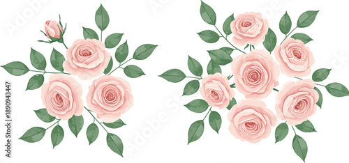 Pink roses with green leaves on white background in floral arrangement