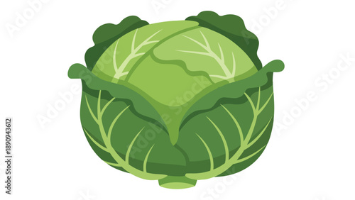 Vibrant green head of fresh cabbage illustration on a pristine white background showcasing healthy organic produce ideal for nutrition, culinary