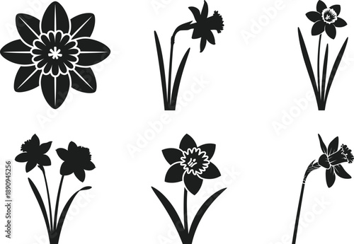 Daffodil Flower Silhouette Vector Set in Black
