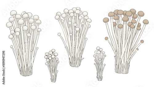 Artistic illustration of fresh enoki mushroom bunches with white and brown caps on a clean white background, showcasing their delicate forms.