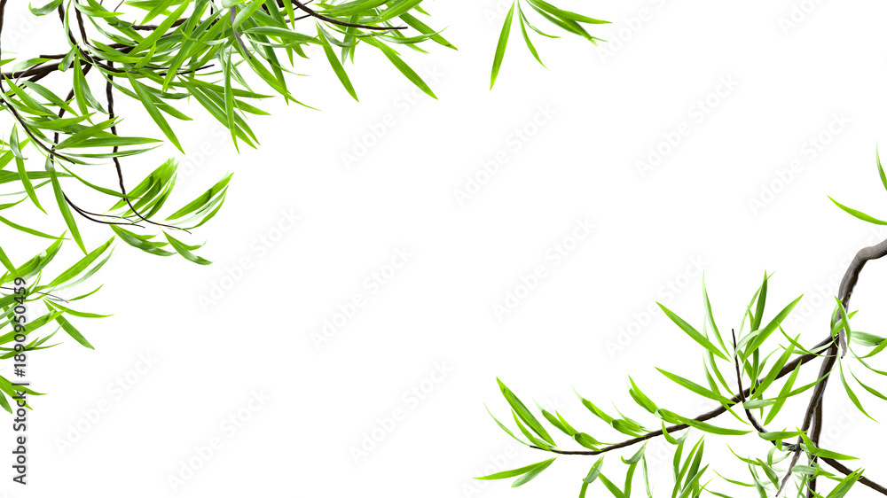 Fototapeta premium Willow leaves corner frame transparent 3D render