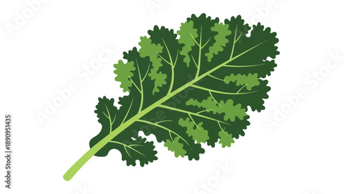 Vibrant stylized illustration of a fresh dark green kale leaf, highlighting its intricate vein structure and ruffled edges, presented on a clean