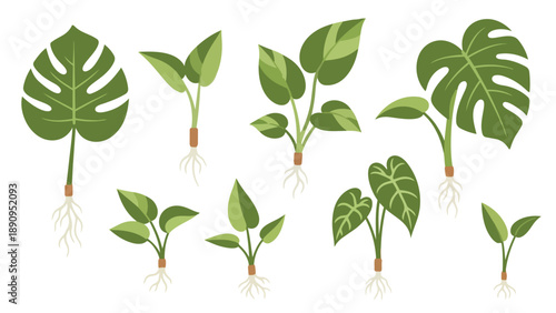 A captivating collection of vibrant green plant propagations showcasing diverse leaf forms and emerging root systems ready for thriving growth,