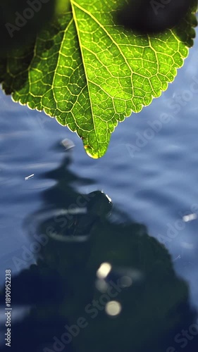 Green leaf and raindrops close up. Rain in nature concept	