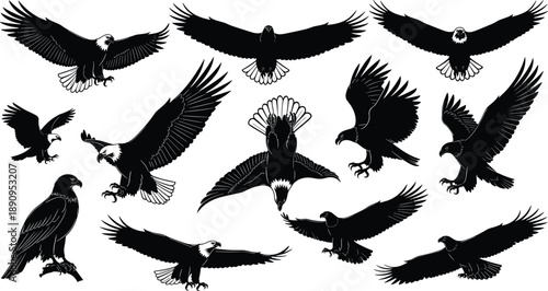Eagle, silhouette, bird, flight, wings, black, white, vector, soar, dive, perch, majestic, raptor, nature, icon, design, motion, freedom, illustration, collection
