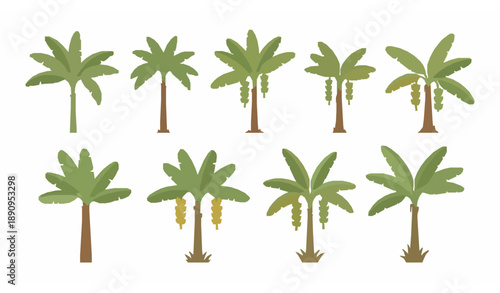 Minimal banana tree vector set with tropical plant elements