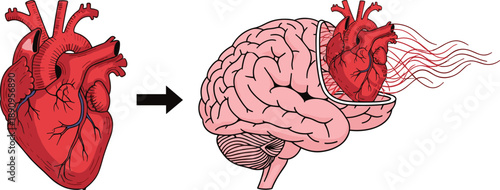 Heart to brain connection illustration showing cardiovascular influence on brain function medical concept anatomy diagram health science design