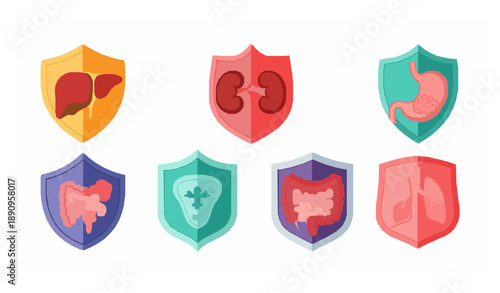 Flat Medical Shield Vector Set with Liver Kidney Stomach and Lung Protection Symbols