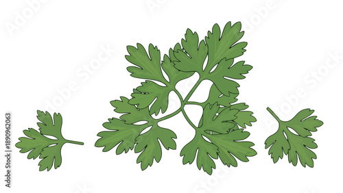 Vibrant green parsley leaf botanical illustrations showcasing fresh herbaceous forms against a clean white backdrop perfect for culinary themes or