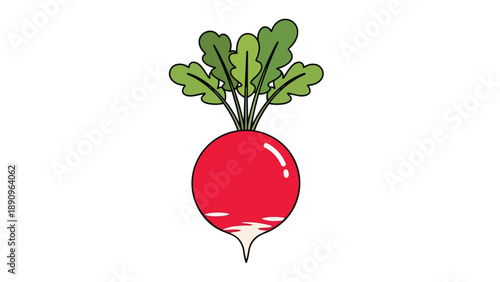 Vibrant red radish illustration showcasing fresh green leaves and a crisp white root tip, a perfect minimalist vegetable graphic for healthy eating