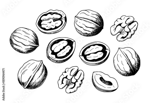 Collection of hand drawn walnuts whole and halved a white background food ingredient