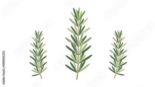 Stylized botanical illustration showcasing three distinct, fresh green herbal sprigs aligned vertically on a clean white background, ideal for