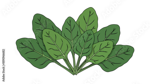 Fresh green spinach leaves illustration, perfect for healthy eating visuals, organic produce promotion, and culinary content. Vibrant vegetable