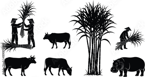 Silhouette of Sugarcane Harvesting Farmers, Livestock Cows, and Hippopotamus in Rural Agricultural Landscape for Farming and Nature Concepts