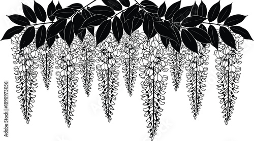 Black silhouette of hanging wisteria flowers and leaves in cascading clusters isolated on white background for botanical and design use