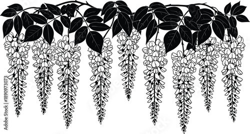 Black silhouette of hanging wisteria vine with cascading flowers and compound leaves isolated on white background for botanical design use