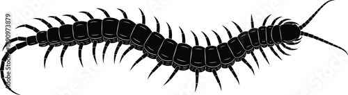 Detailed centipede silhouette illustration displaying segmented arthropod body and numerous legs in black vector style isolated on white background