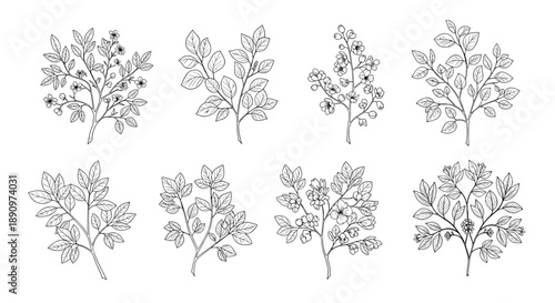 collection of eight delicate black and white line drawings of various leafy plant branches for botanical art and nature design.