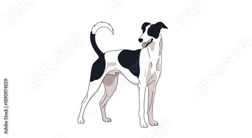 Full body illustration of a graceful black and white greyhound dog looking back while standing on a white background in a classic pose.