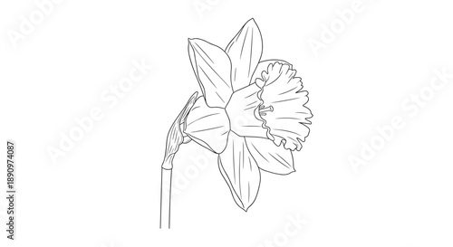 Elegant black and white line art illustration of a single blooming daffodil flower showing detailed petals and the trumpet shaped center.