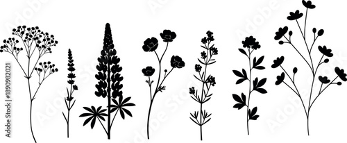 Silhouette of Various Wildflowers and Plants