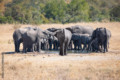 A group of elephant families go to the water's edge for a drink - African elephants standing near lake in Kruger National Park, South Africa