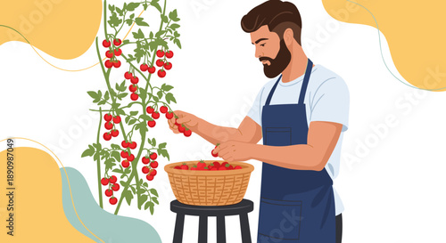 Man harvesting ripe red tomatoes from vine into basket.