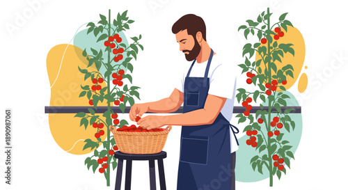 Man harvesting ripe red tomatoes from a home garden.