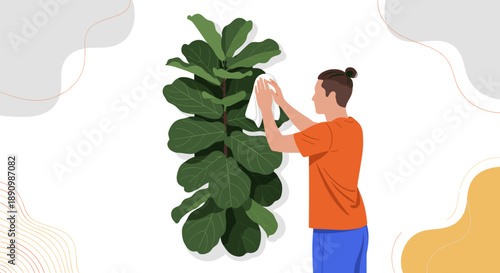 Person cleaning large green fiddle leaf fig plant leaves.