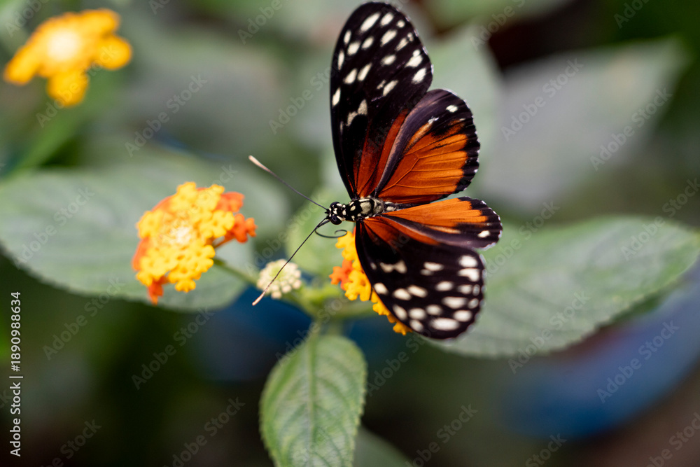 Naklejka premium A butterfly perched on vibrant flowers.