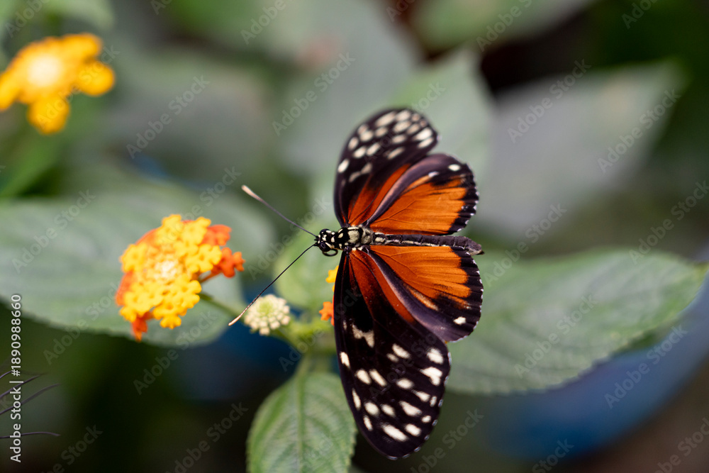 Fototapeta premium A butterfly perched on a colorful flower.