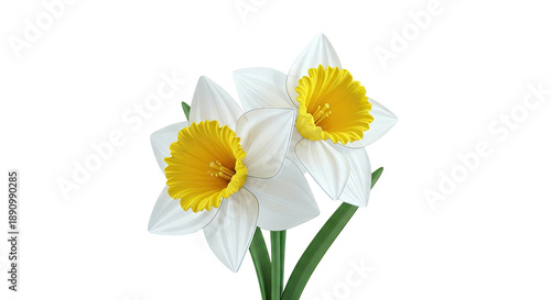 Wallpaper Mural Two White and Yellow Daffodils Torontodigital.ca