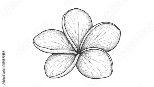 Detailed black and white illustration of a flower with five petals on plain background