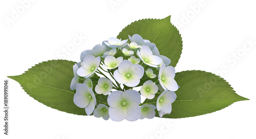 Blue Hydrangea Flower Cluster with Green Leaves