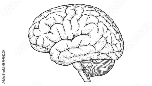 Detailed black and white illustration of human brain anatomy showcasing cerebral cortex and cerebellum structure