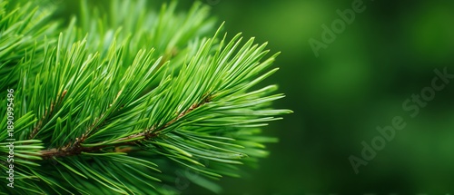 Single pine needle close-up, abstract natural holiday detail