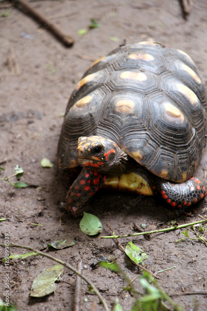 Obraz premium Cute small baby Red-foot Tortoise in the nature,The red-footed tortoise (Chelonoidis carbonarius) is a species of tortoise from northern South America