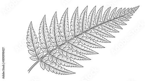 Detailed illustration of a fern leaf with intricate veins on a plain white background