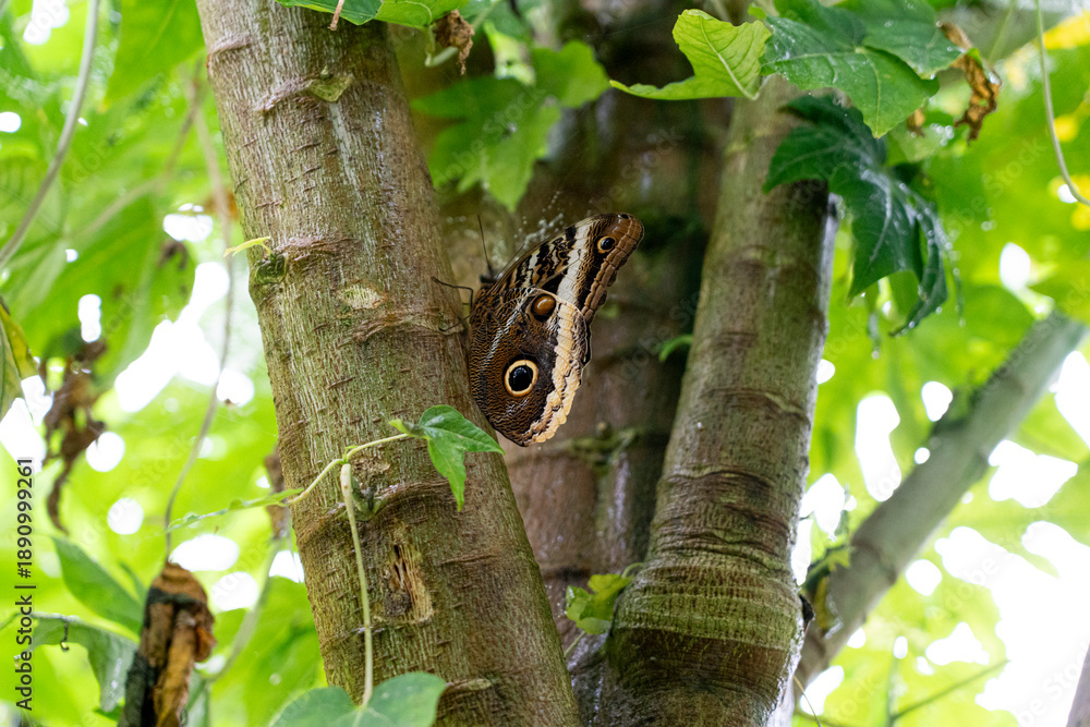Fototapeta premium A butterfly resting on a tree trunk surrounded by leaves.