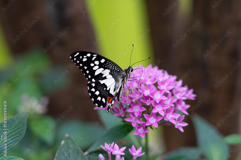 Naklejka premium A butterfly perched on vibrant pink flowers.