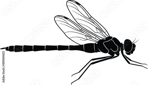 Detailed dragonfly silhouette illustration showing insect anatomy, wings and body structure isolated on white background for nature, wildlife, biology and minimalist design concepts