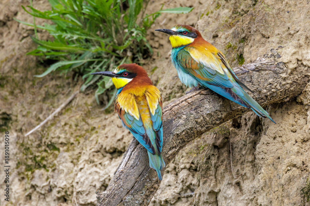 Fototapeta premium Bienenfresser (Merops apiaster)