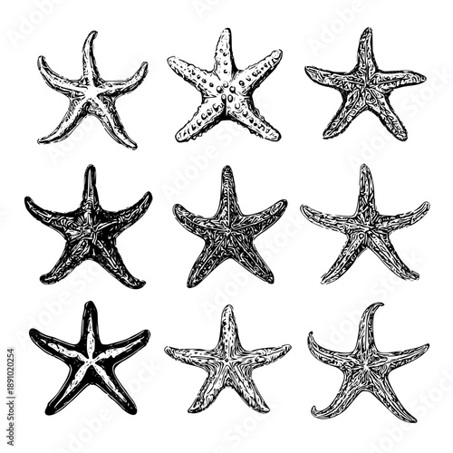 Collection of detailed starfish in various textures and shades