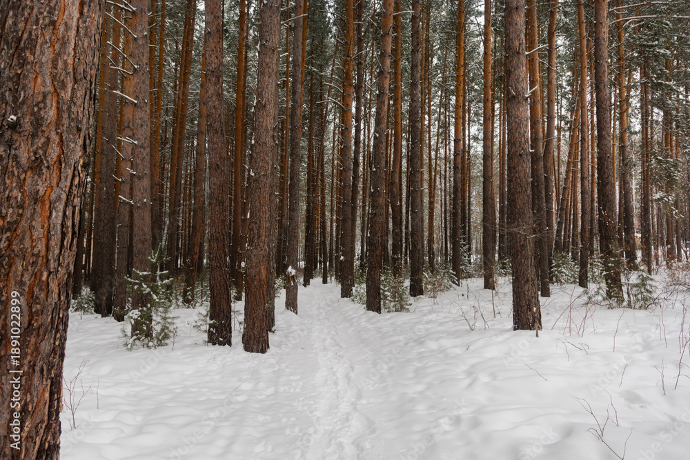 Fototapeta premium A narrow snow-covered path in a dense pine forest in winter