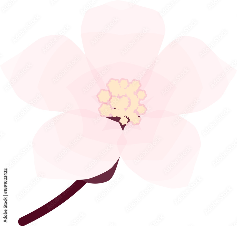 Fototapeta premium Cherry Blossom, Simple Soft Spring Flower Illustration